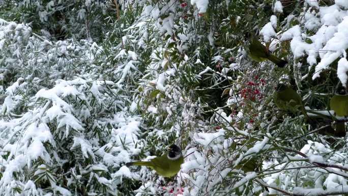 雪中的小鸟绿樱嘴鹎