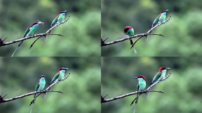 蓝喉蜂虎求偶、觅食