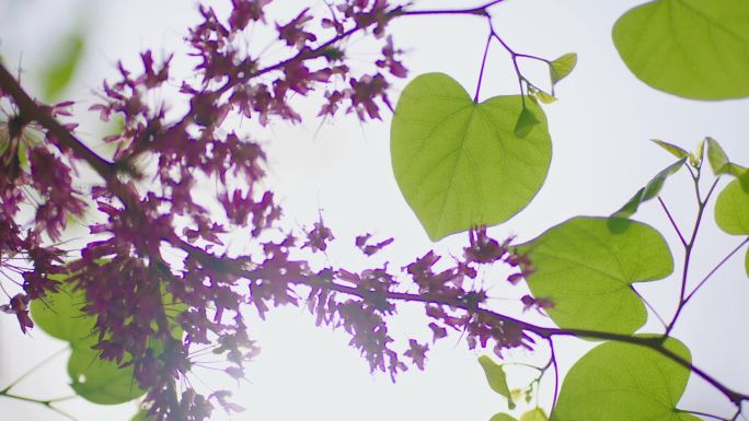 春天紫荆树逆光拍摄