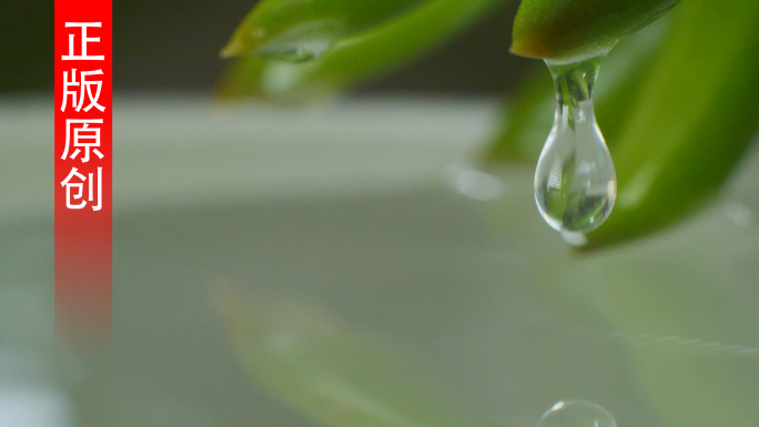 多肉植物 水珠 水滴 雨露