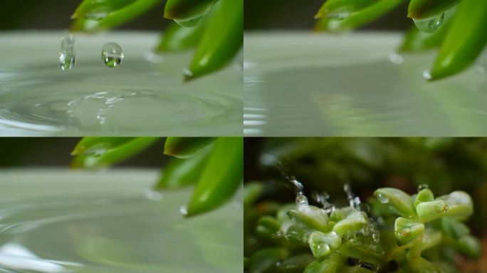 多肉植物 水珠 水滴 雨露