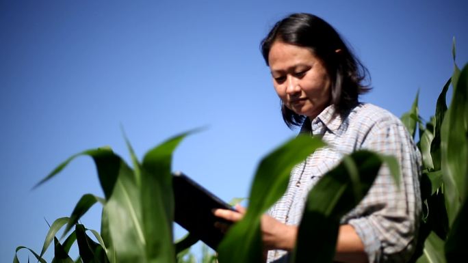 日本妇女分析玉米叶