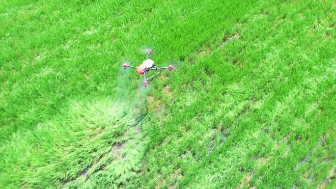 高标准农田 无人机植保  稻田 水稻