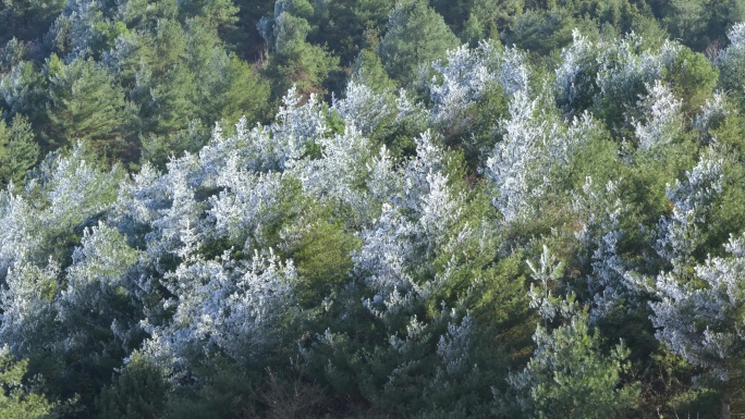 春暖花开翠绿树枝上的冰雪融化