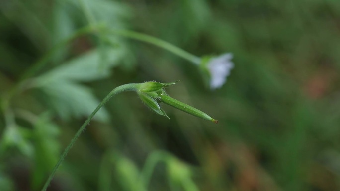 鼠掌老鹳草 花 叶 植株 生境