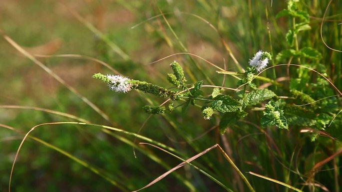 留兰香 花 花序 植株 生境