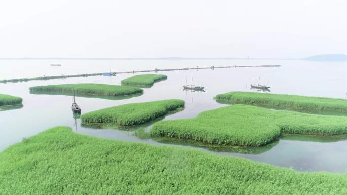 太湖芦苇荡苏州光福抗战芦苇荡战船