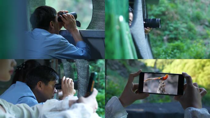 大山里拍摄观察野生动物鸟鸡红腹锦鸡空镜4