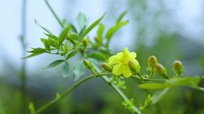 立春立夏雨中的花春分雨水秋实开花花朵绿植