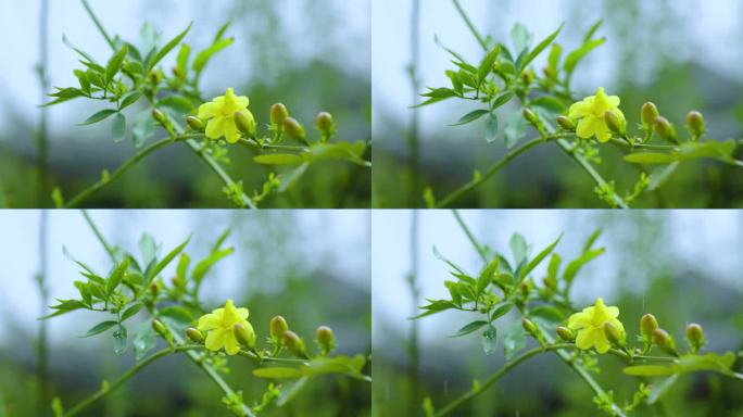 立春立夏雨中的花春分雨水秋实开花花朵绿植