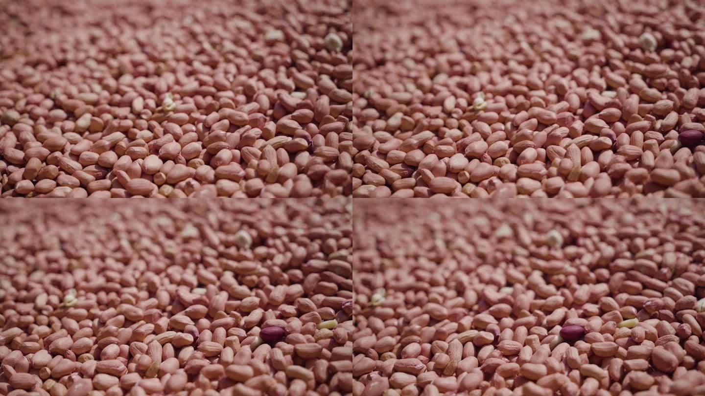 花生地豆