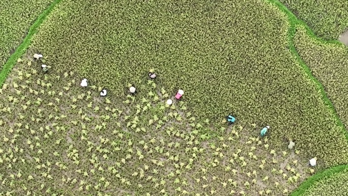 鸟瞰未被识别的越南农民在大稻田上收割水稻。
