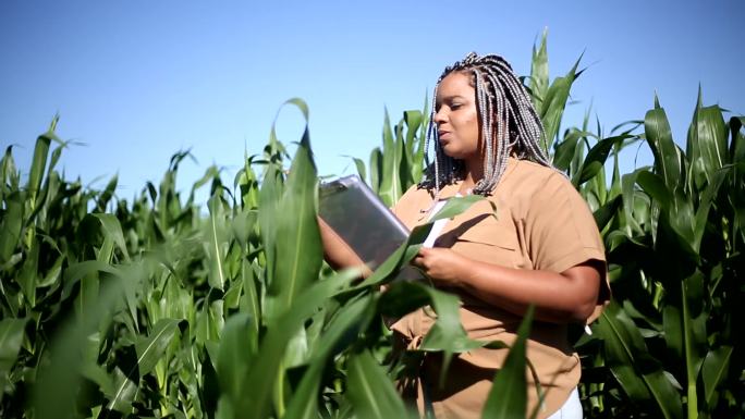 黑人女农学家分析种植园中的玉米叶