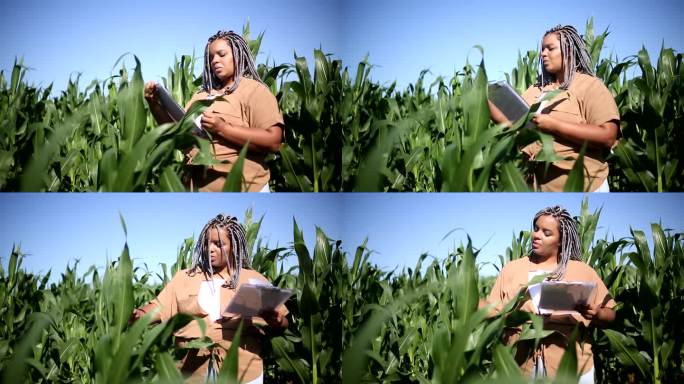 黑人女农学家分析种植园中的玉米叶