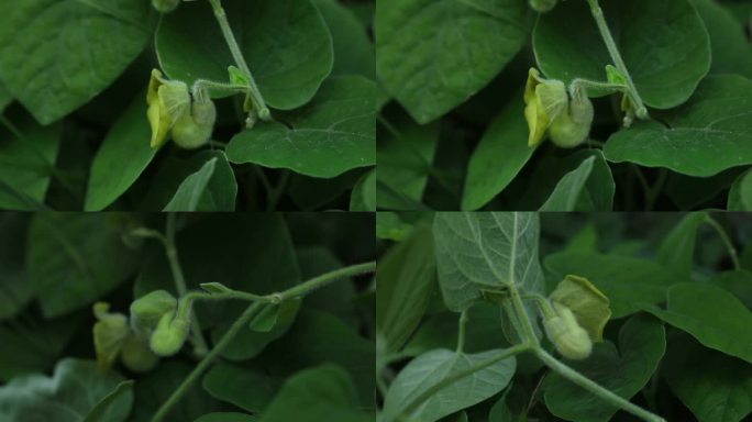 寻骨风 叶 花 植株