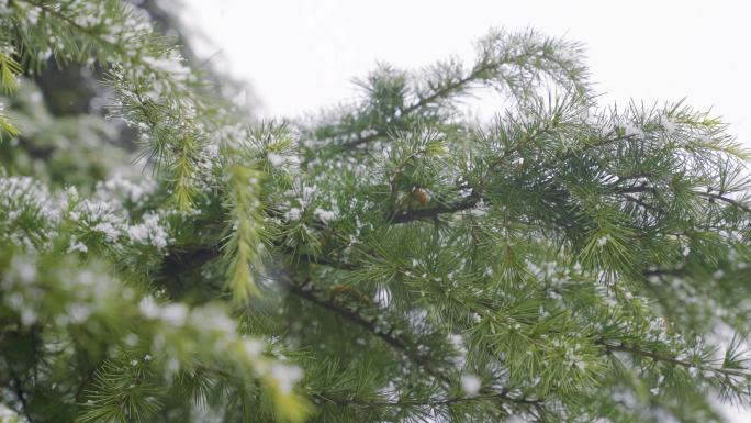 【版权】下雪飘雪冬天唯美浪漫升格