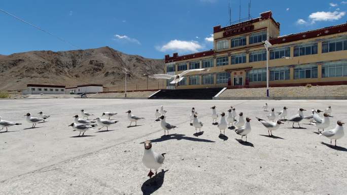 西藏阿里日土县班公湖野生动物鸟类红嘴鸥