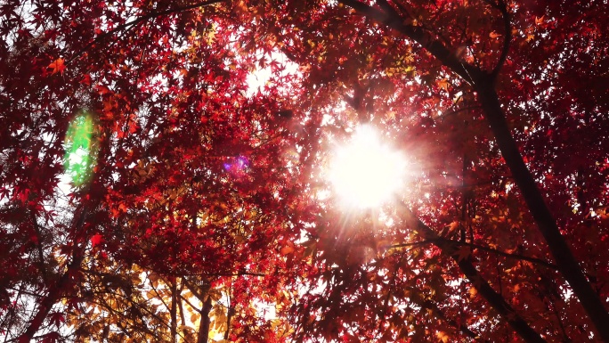 唯美逆光光晕秋色红艳艳的枫树叶