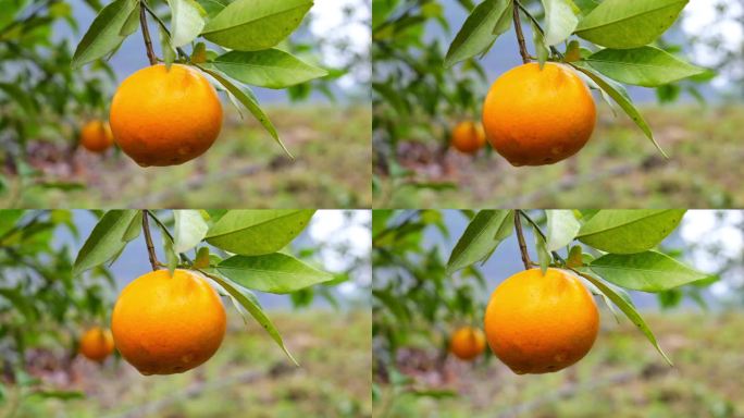柑橘实拍