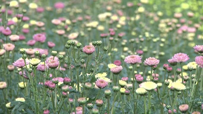 花 菊花 花卉 菊花种植 花卉种植