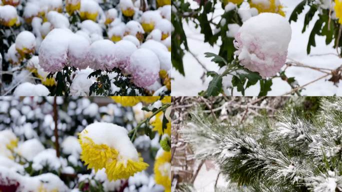 各种菊花、菊花雪景、白雪覆盖的菊花 03