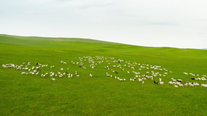 草原放牧牛群航拍