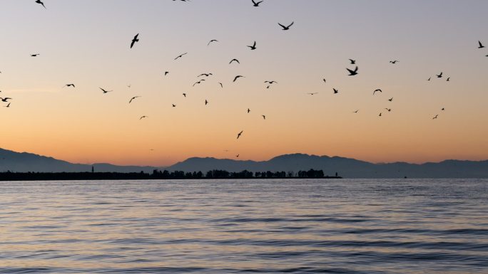 夕阳下的海鸥