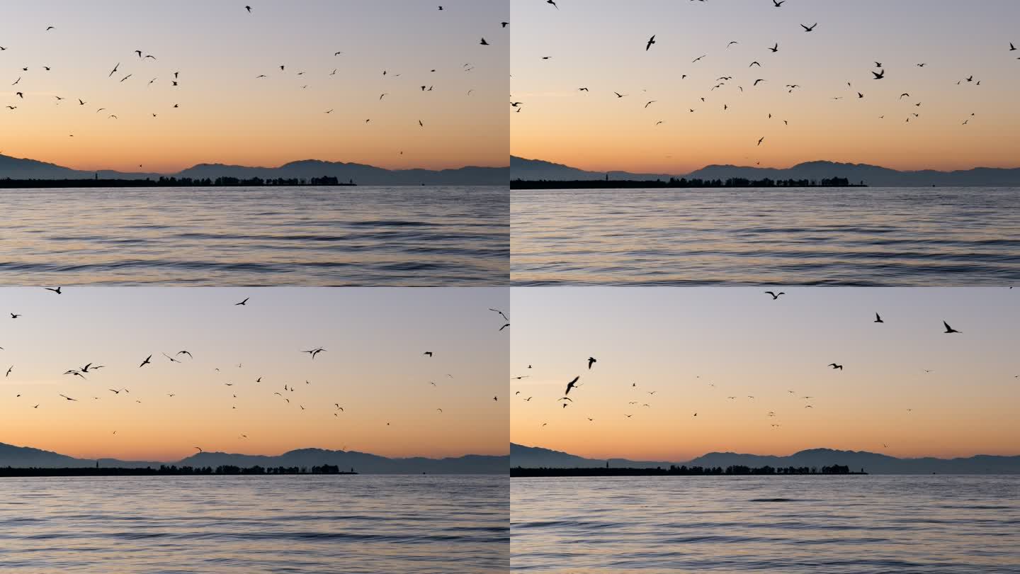 夕阳下的海鸥