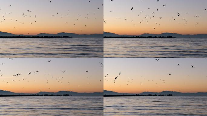 夕阳下的海鸥