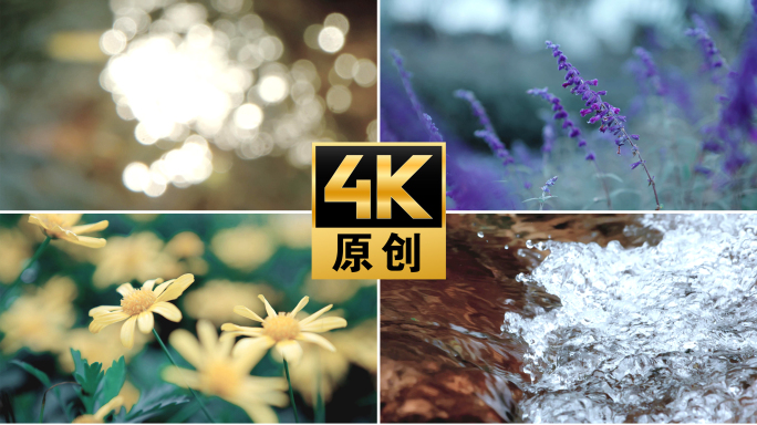 【4K】唯美金色光影菊花紫藤喇叭花
