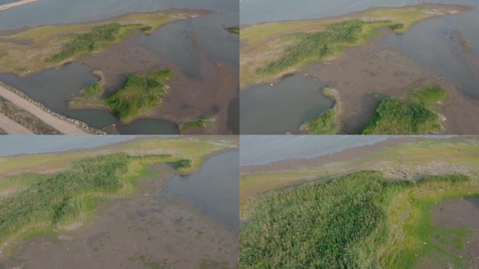 湿地航拍 湖面 植物 水草【4k】