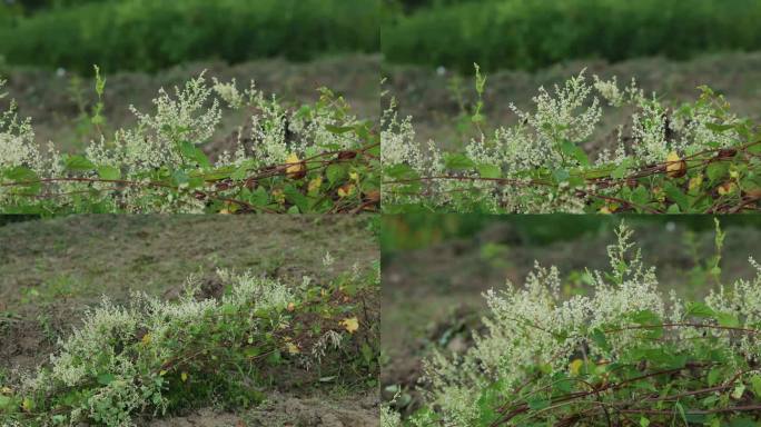 朱砂莲 花 花序 植株