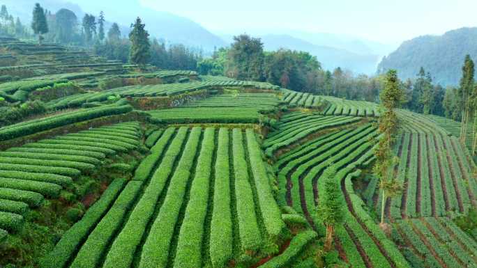 生态有机茶茶山航拍