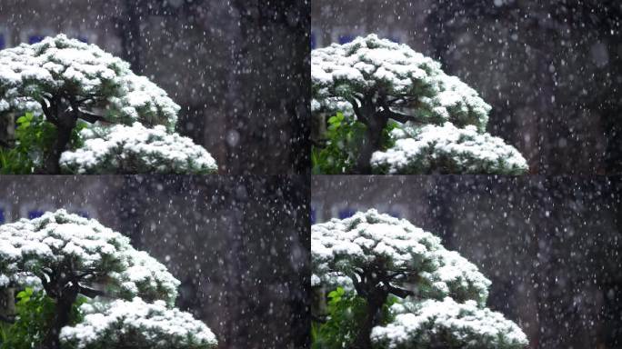 松树和冬天下雪