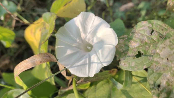 牵牛花 喇叭花 打碗花 红色花