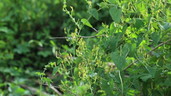 北马兜铃 花 果实 植株