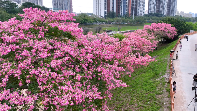 4K观澜河湿地公园盛开的异木棉