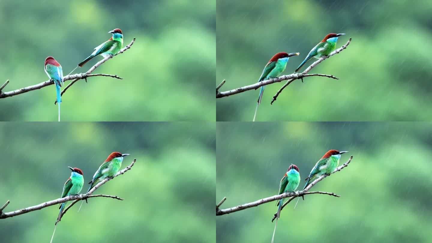 蓝喉蜂虎求偶、觅食