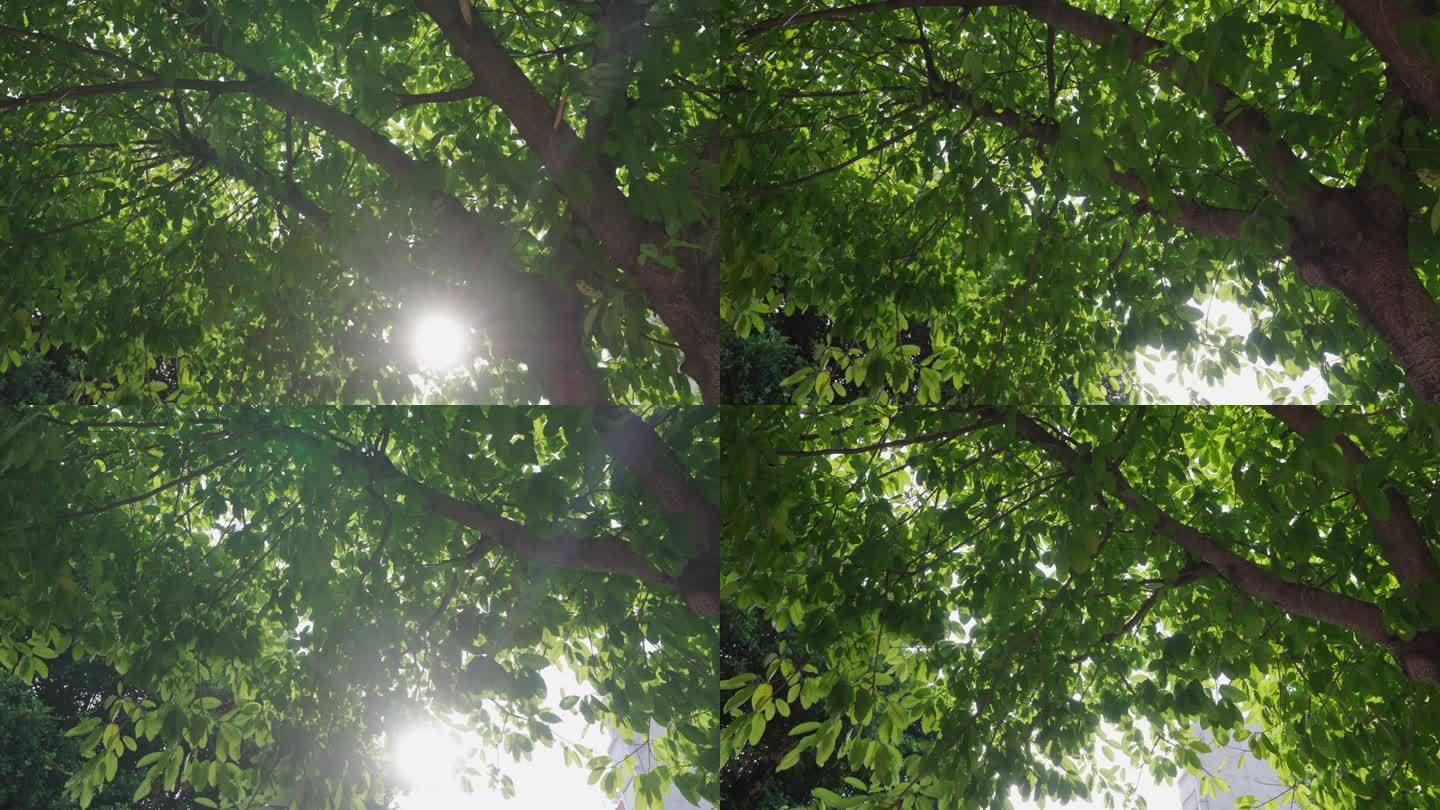 阳光穿过树叶1