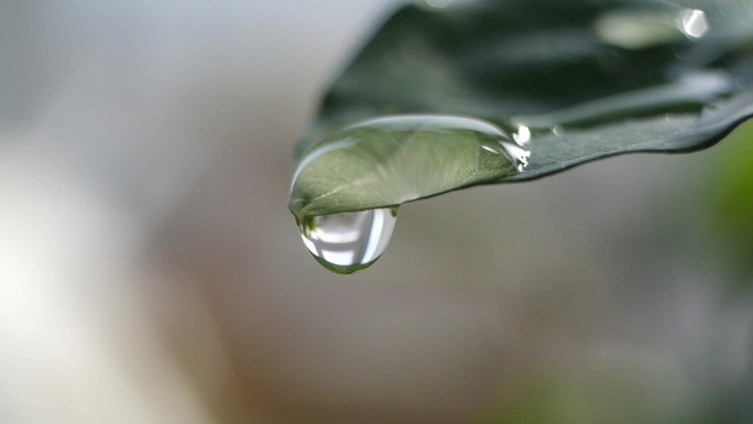 植物雨滴