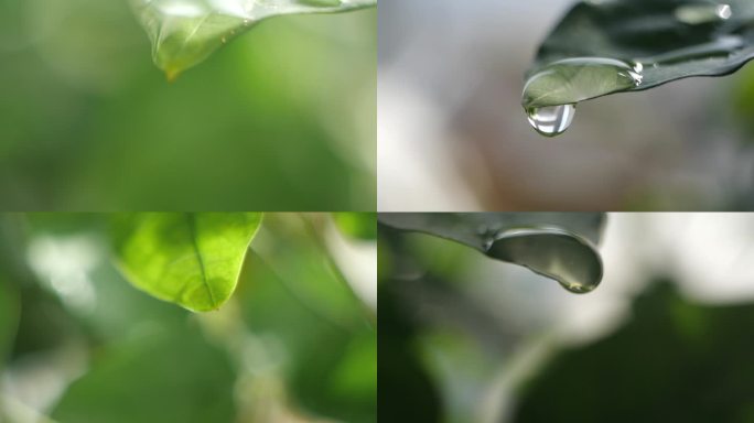 植物雨滴