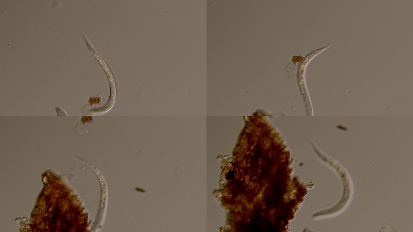 线虫-微生物微观