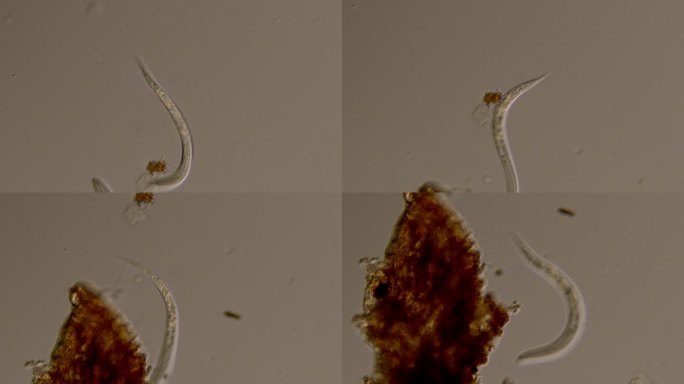 线虫-微生物微观