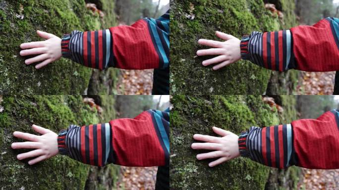儿童手触摸岩石上地衣的慢动作视频