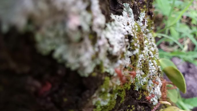 长满苔藓和地衣的树皮上的红蚂蚁