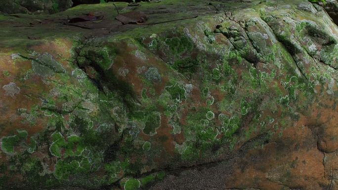 森林岩石上的地衣大自然石头绿植