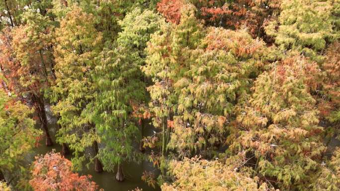4k航拍秋天的涨渡湖湿地飞鸟红树林