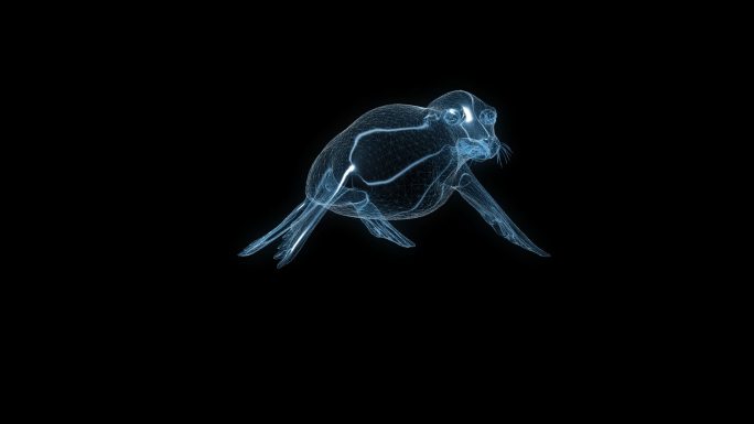 透视全息海豹动画透明通道素材