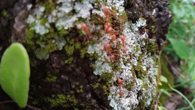 长满苔藓和地衣的树皮上的红蚂蚁