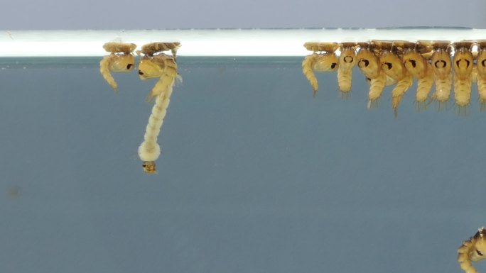 水下蚊子蛹特写。水下蚊子产卵繁殖后代大自